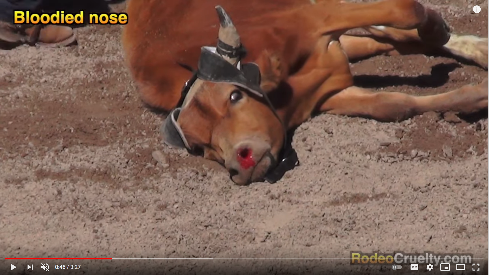 steer Tripping Video