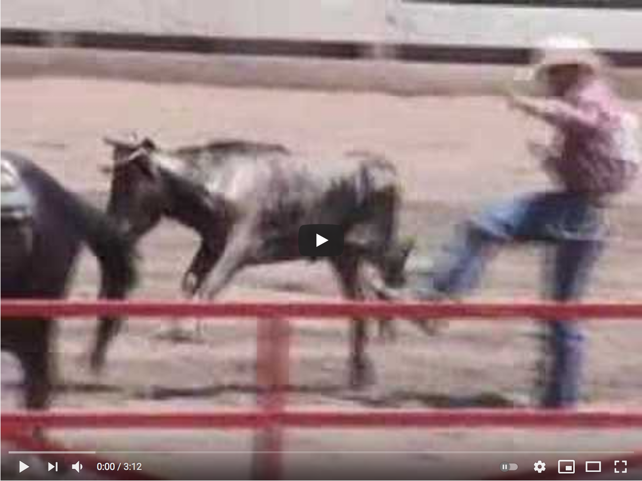 steer Tripping Video