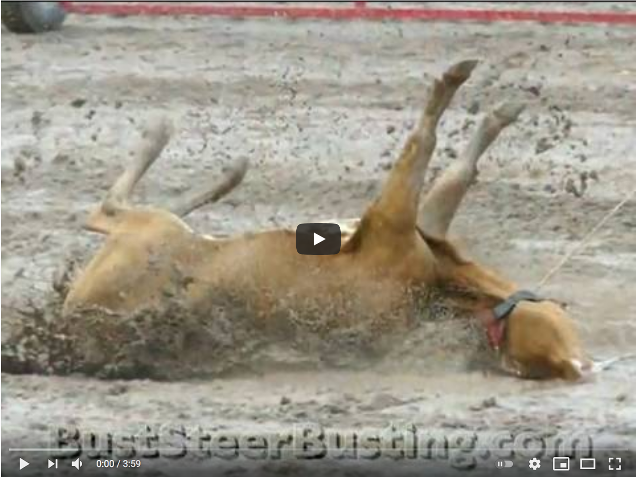 steer Tripping Video