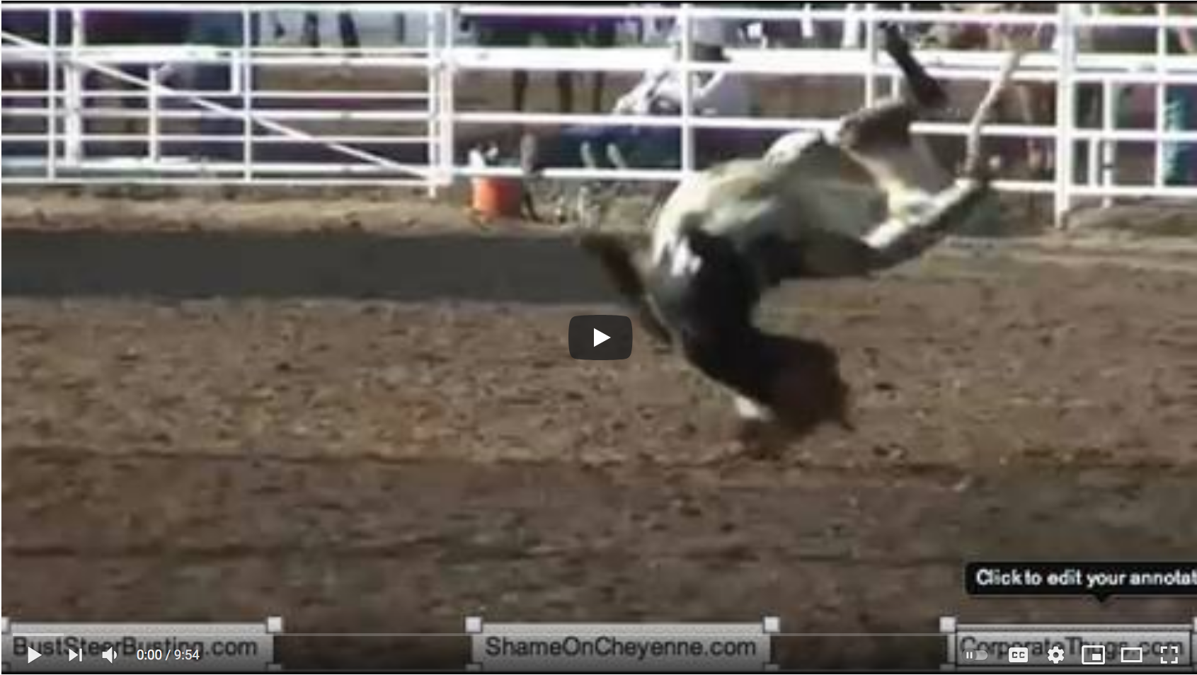 steer Tripping Video