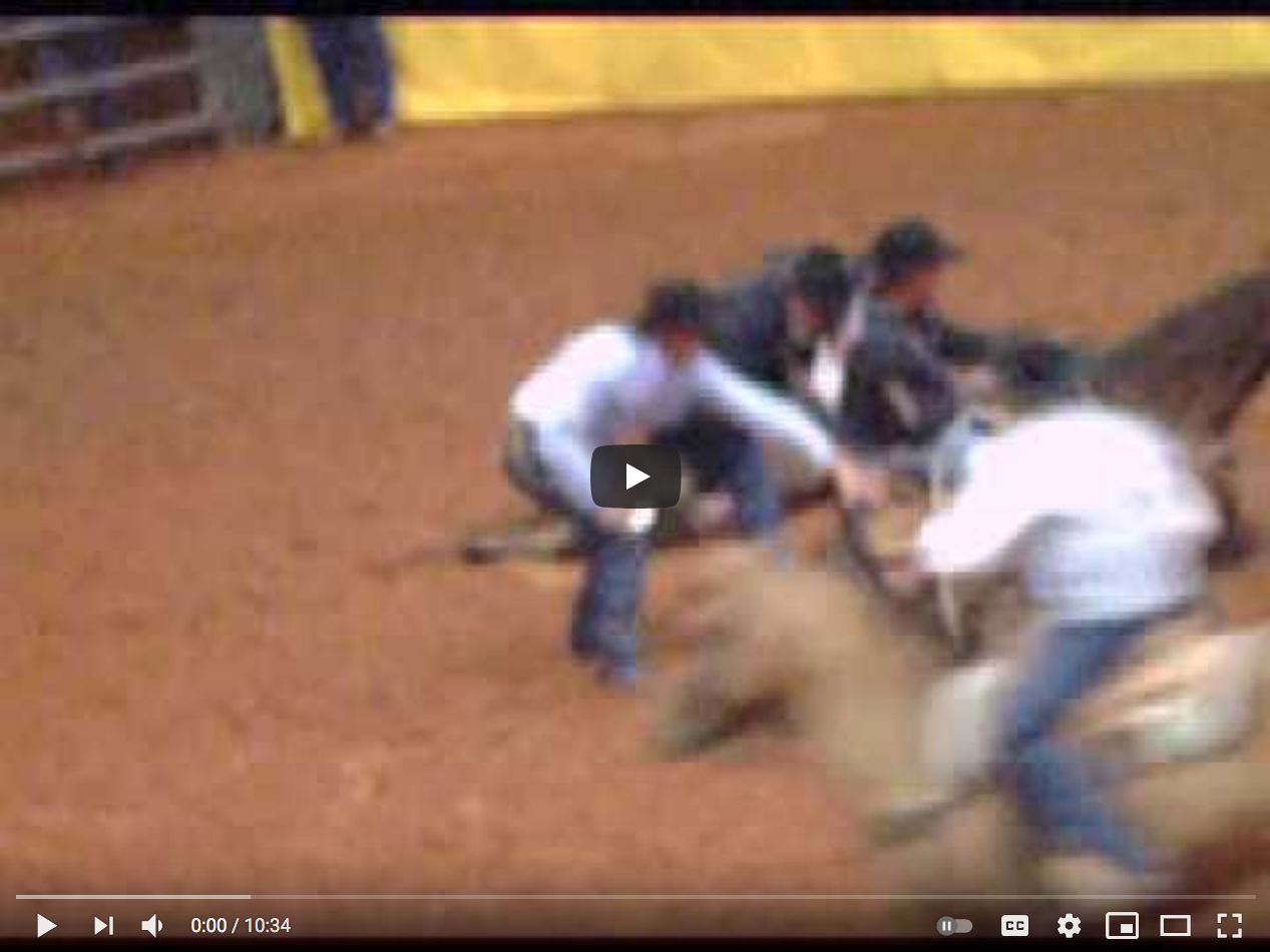 steer Tripping Video