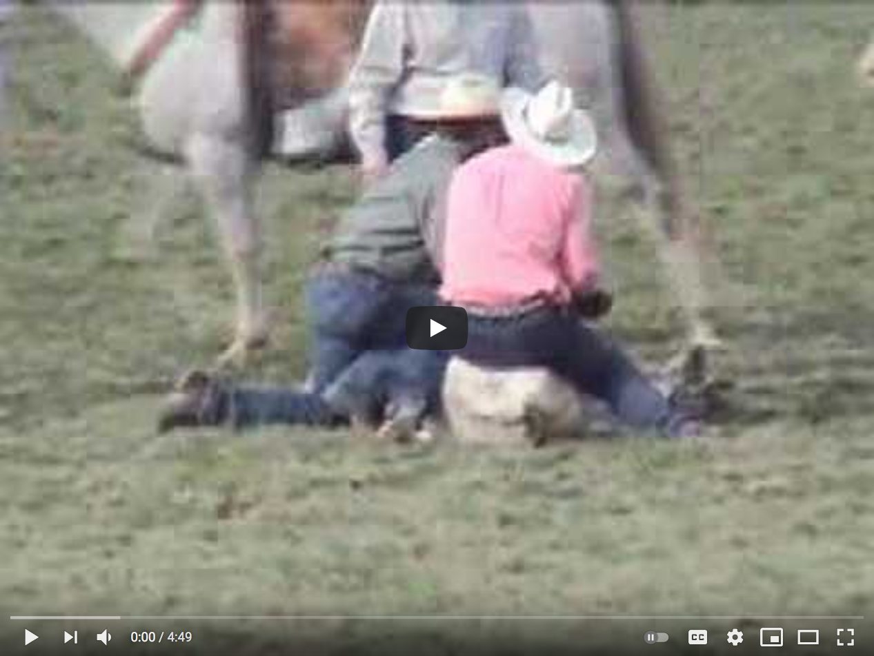 steer Tripping Video