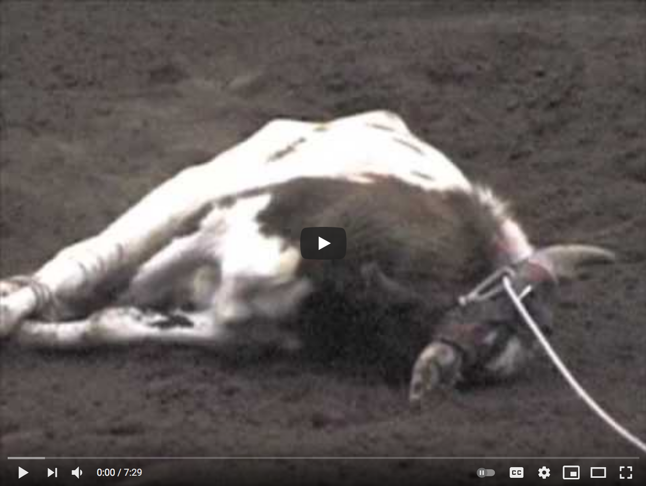 steer Tripping Video