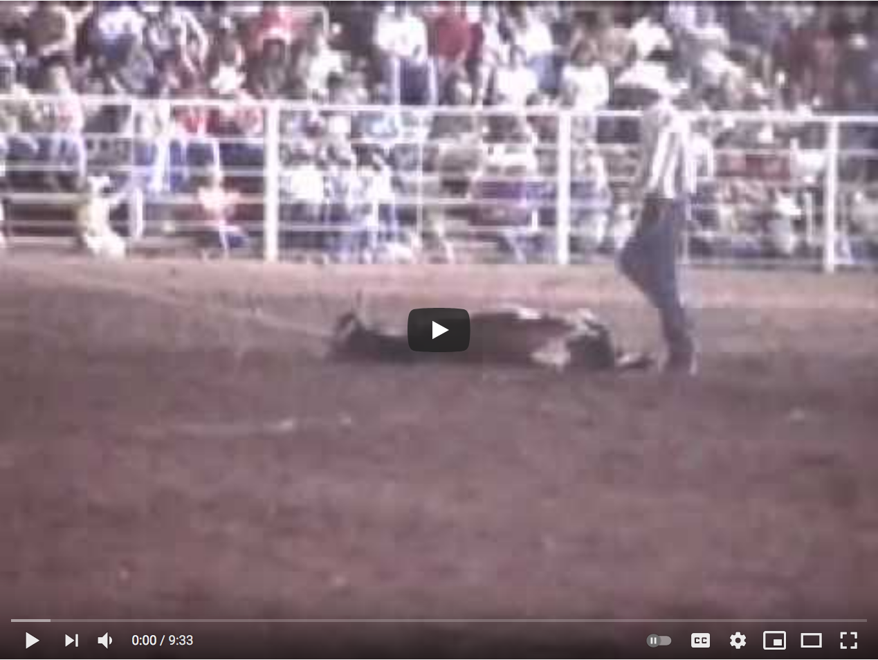 steer Tripping Video